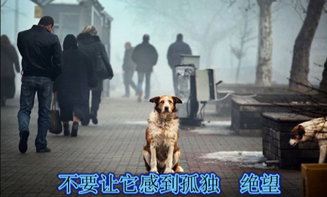 湘西爱影圈微博微信转发案例